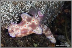 My first encounter with this nudi Tulaben "coral garden d... by Yves Antoniazzo 